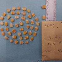 CIMMYTMA 7438 - Reference inventory.jpg