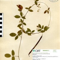 15635 herbarium