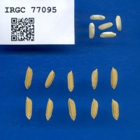 IRGC 77095 Seed Photo