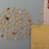 CIMMYTMA 5570 - Reference Inventory.jpg