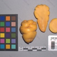 CIP 203019 Tuber