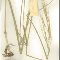 IRGC 92843 Herbarium