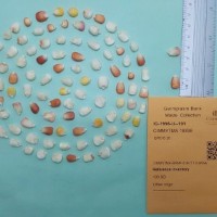 CIMMYTMA 18898.jpg