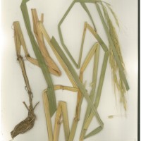 IRGC 88793 Herbarium