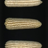 CIMMYTMA 26863 GUAN 455 BA22U-2903-82 E.jpg