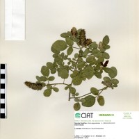 19851 herbarium