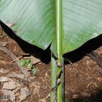 6.3.12 - Colour of leaf upper surface