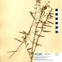 17340 herbarium