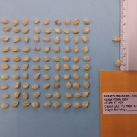 CIMMYTMA 15591 - Reference Inventory.jpg