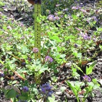 Trifolium baccarinii_839 (1).jpg