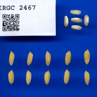 IRGC 2467 Seed Photo