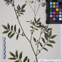 CIP 761164_OCHS 11007_09.jpg