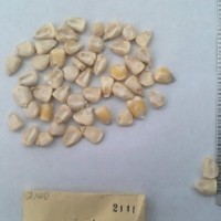 CIMMYTMA 2141 - Reference Inventory.jpg