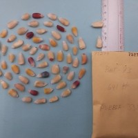 CIMMYTMA 7527 - Reference inventory.jpg