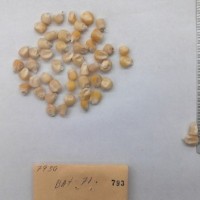 CIMMYTMA 793 - Reference Inventory.jpg