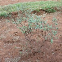 Stylosanthes fruticosa 995.JPG