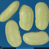 G15313A seed.jpg