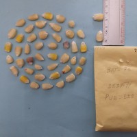 CIMMYTMA 7731 - Reference inventory.jpg