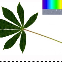 MAL37 leaf