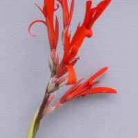 CIP 206022 (flower).jpg