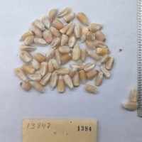 CIMMYTMA 1384 - Reference Inventory.jpg