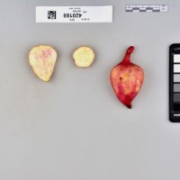 CIP 420188 (root).jpg