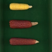 CIMMYTMA 2779 BRAZ 2466 AF19A-0903-171 E1.jpg