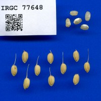 IRGC 77648 Seed Photo