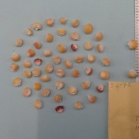 CIMMYTMA 5207 - Reference Inventory.jpg