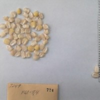 CIMMYTMA 724 - Reference Inventory.jpg