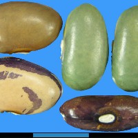 G24023 seed.jpg