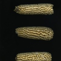 CIMMYTMA 1384 MEXI 102 TC24U-2903-85 E.jpg