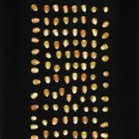 CIMMYTMA 1110 HAIT 41 AF18A-0903-208 K.jpg