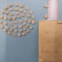 CIMMYTMA 7986 - Reference inventory.jpg