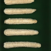 CIMMYTMA 2198 JALI 23 PV22A-1903-93 C0870 _compress.jpg