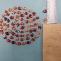 CIMMYTMA 8393 - Reference inventory.jpg