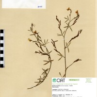 8649 herbarium