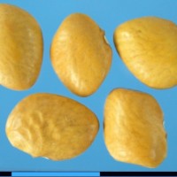 G40064 seed.jpg