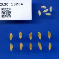 IRGC 13264 Seed Photo