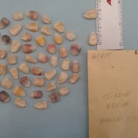 CIMMYTMA 6141 - Reference Inventory.jpg