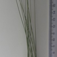 CWI_19115_52647_446_2_c.jpg