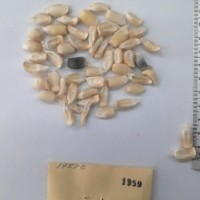 CIMMYTMA 1959 - Reference Inventory.jpg