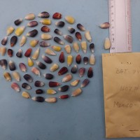 CIMMYTMA 8468 - Reference inventory.jpg