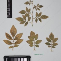 CIP 760236_HHCH 4422_04.jpg