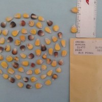 CIMMYTMA 21477 - Reference Inventory.jpg