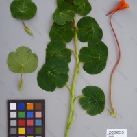 CIP 203055 Herbarium