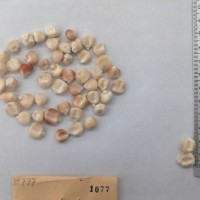 CIMMYTMA 1077 - Reference Inventory.jpg