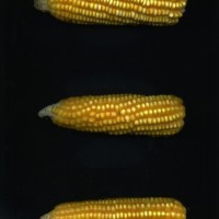 CIMMYTMA 16850 BARB 301 AF18A-0903-179 E1.jpg