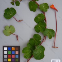 CIP 203045 Herbarium