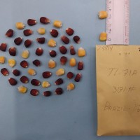 CIMMYTMA 7481 - Reference inventory.jpg